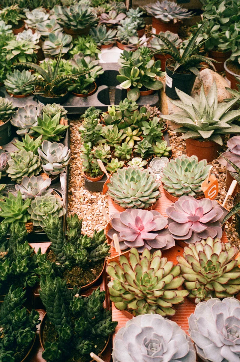 Succulents shot on Fujifilm 200 with a Leica Minilux, developed at The Film Safe, by JFR Film