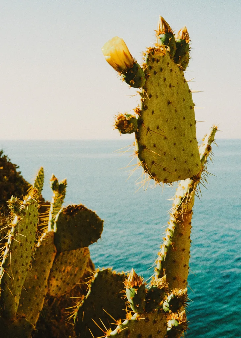 Film photo shot on Kodak ColorPlus 200 with a Rollei 35S, developed at Carmencita, by Jordi Sales