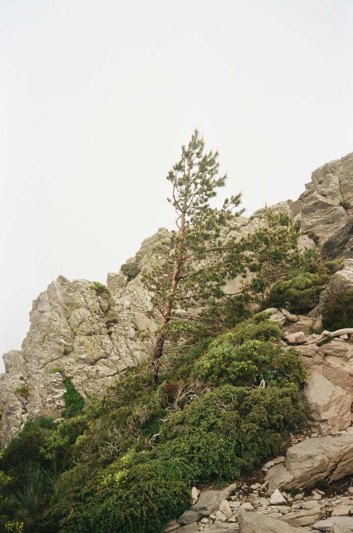 Windy shot on Kodak Gold 200 with a Olympus AF-1, developed at Fox Film Lab, by Adrian