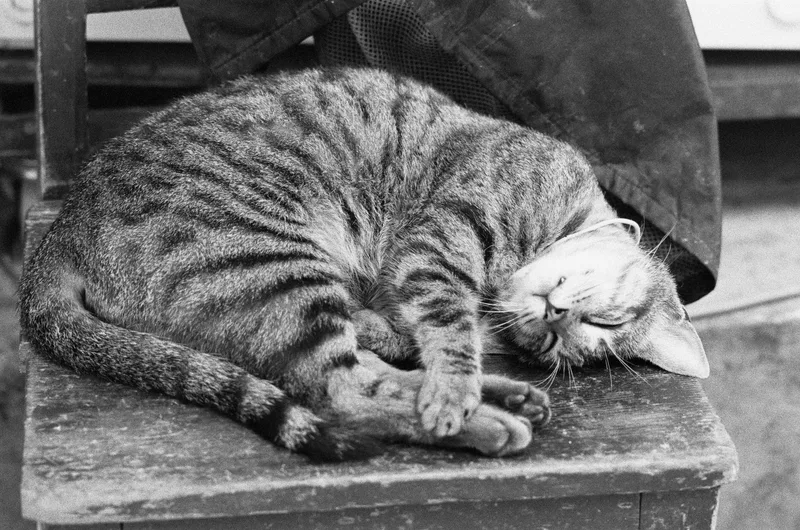 Dream shot on Ilford Delta 400 with a Canon AE-1, developed at Bobo Film Lab Chongqing, by BadMonkey