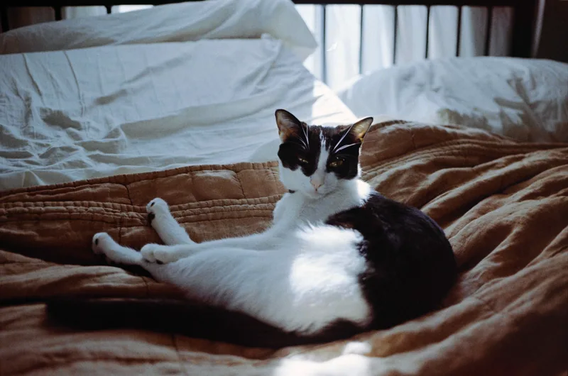 Yarrow sunbathing in her spot on the bed shot on Kodak ColorPlus 200 with a Canon EOS Elan 7, developed at Home / Self-Developed, by Harper