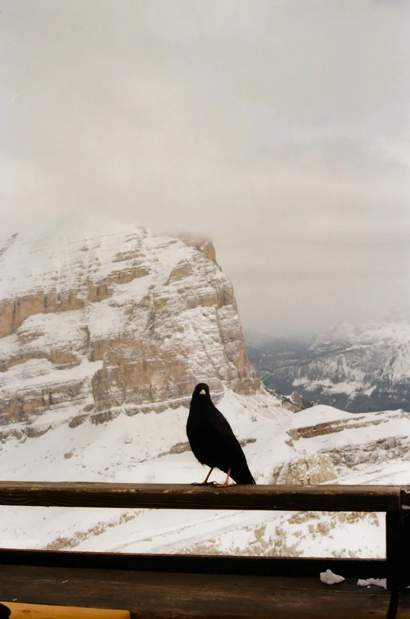 Mountain raven shot on Kodak Gold 200 with a Fujica STX-1, developed at Rtp Fotografia - Torino, by aleristo