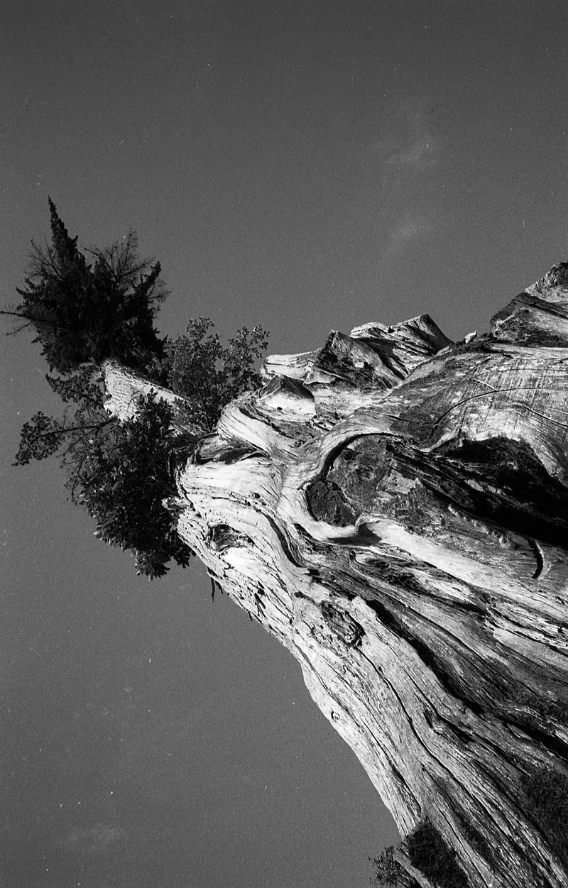 Séquoia shot on Kodak Tri-X 400 with a Nikon F4, by Sébastien JACOB