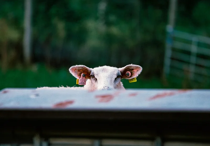 Sheepish Judgment shot on Santa film Color 100 with a Canon EOS 3, developed at Stavanger Foto, by Mads B Jakobsen