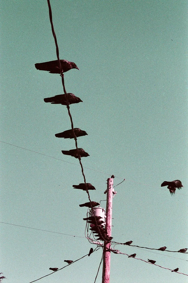 Film photo shot on Lomography LomoChrome Purple 100 with a Minolta SR-T 201, developed at The Shutterbug, by Squid