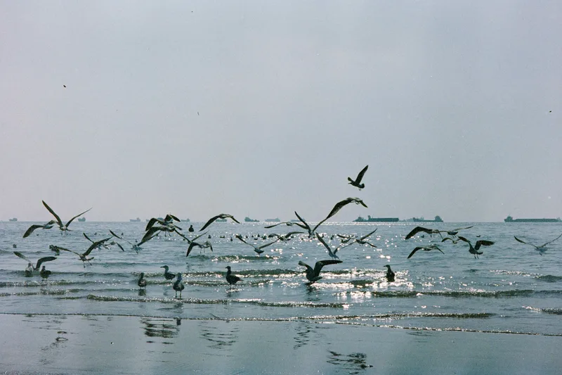 Film photo shot on Fujifilm Eterna 500T with a Canon FTb QL, developed at Bandar Studio, by Ali Moradizadeh