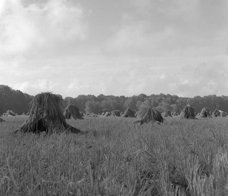 oats shot on Ilford HP5 Plus 400 with a Rollei Magic II, by oukat