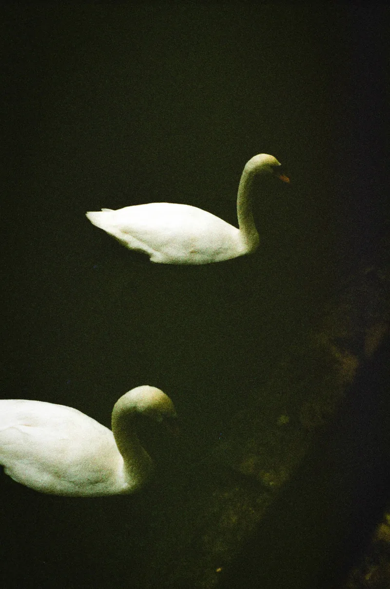 Film photo shot on Harman Phoenix 200 with a Rolleiflex SL35, developed at Take It Easy, by Shather