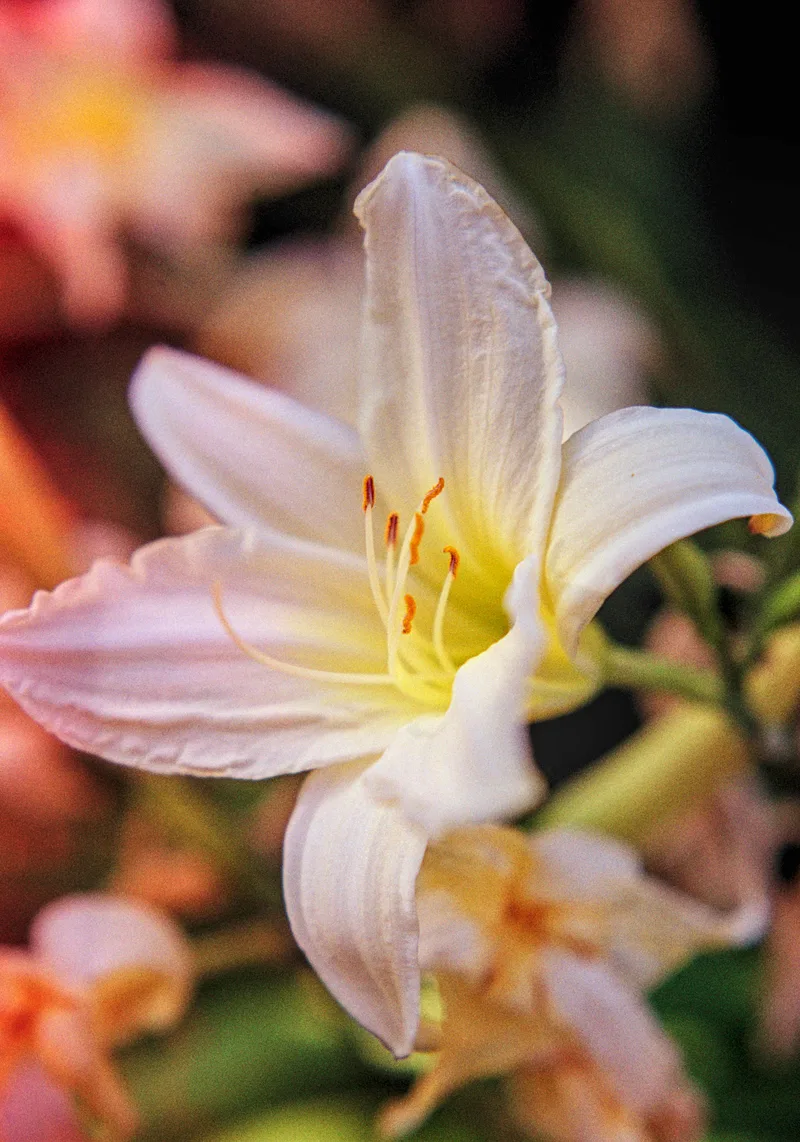 Film photo shot on Kodak Gold 200 with a Minolta XD, developed at Home / Self-Developed, by Jones
