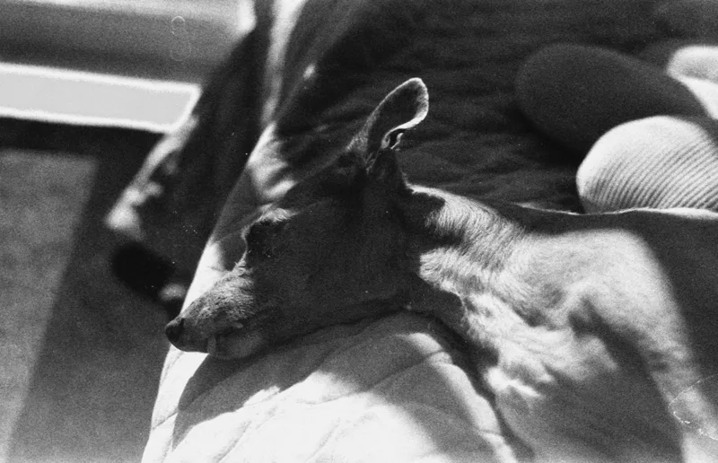 honey shot on Ilford Kentmere Pan 400 with a Pentax MV1, developed at Home / Self-Developed, by Paulina