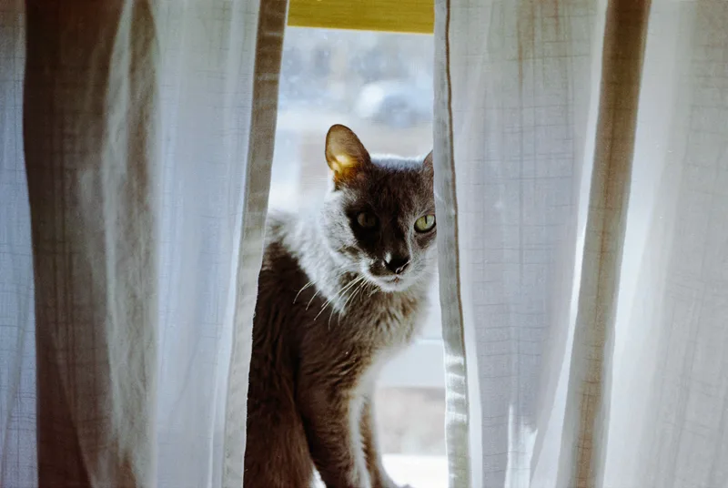 Gordon peaking through the window shot on Kodak ColorPlus 200 with a Canon EOS Elan 7, developed at Home / Self-Developed, by Harper