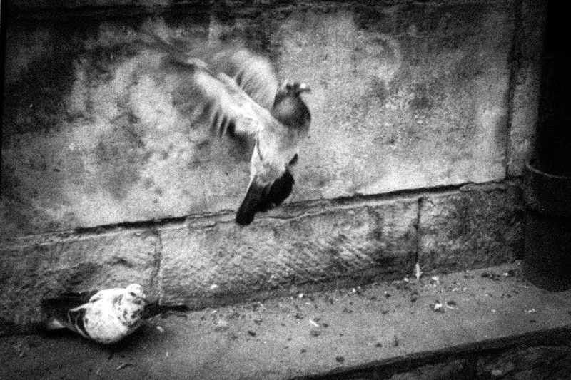 Walk the dog shot on Film Washi Film Washi F with a Olympus Pen EE Half Frame, by Marc Antoine