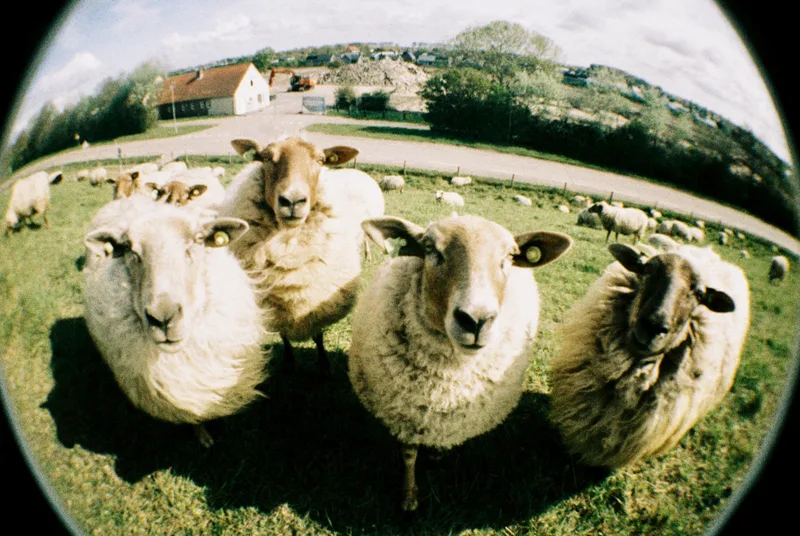 Film photo shot on Orwo Wolfen NC500 with a Lomography Fisheye, by oli-bon