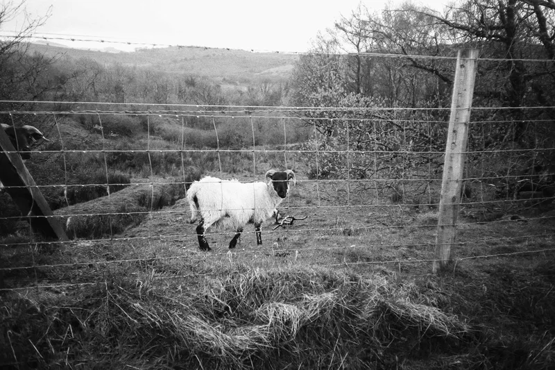 Film photo shot on Ilford HP5 Plus 400 with a Canon SureShotM, developed at Norwich Camera Co, by Patrick Hennessy
