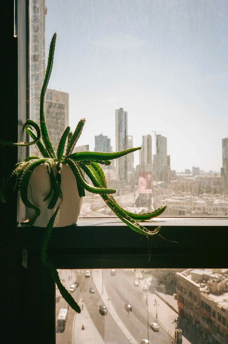 Cactus shot on Kodak Portra 400 with a Olympus XA, developed at Ajas's film lab, by Akatamimi