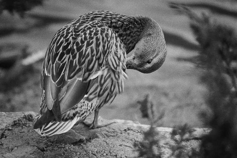 Grooming shot on Ilford HP5 Plus 400 with a Minolta Dynax, by bm108_photography