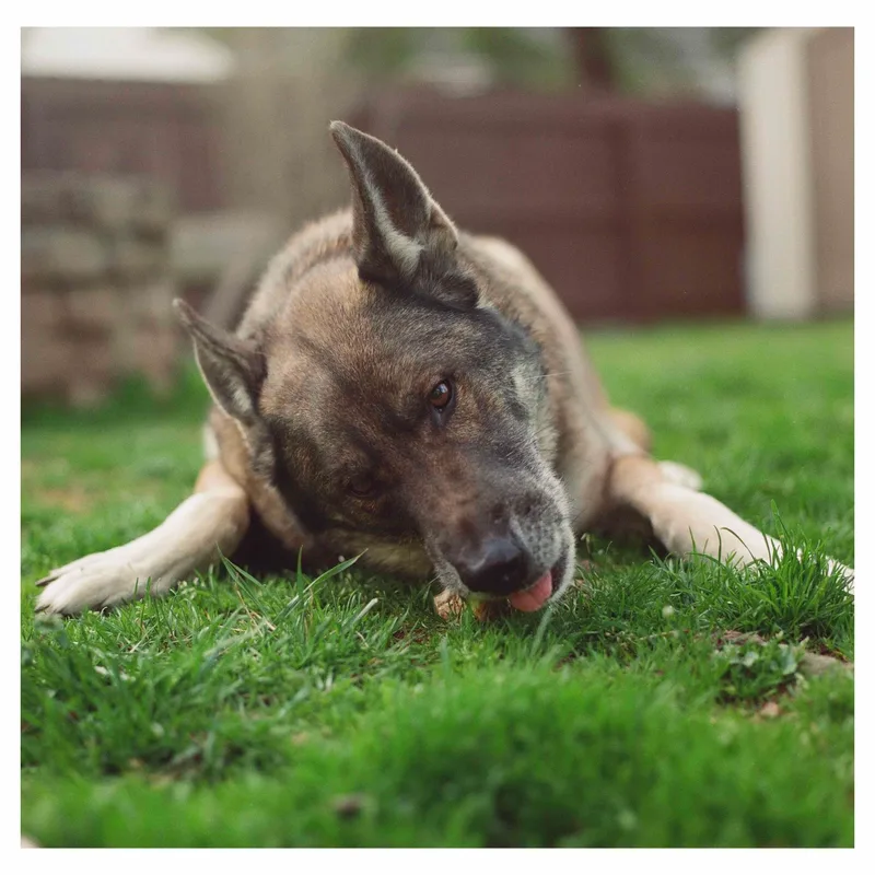 Porter on Portra shot on Kodak Portra 800 with a Rolleiflex 6008 Integral, developed at Safelight Imaging, by Cory Bosworth