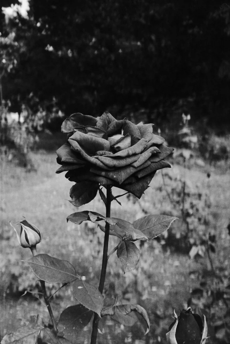 Dark Rose shot on Ilford Kentmere Pan 400 with a Rollei PregoAF, developed at Home / Self-Developed, by Mark Beadle