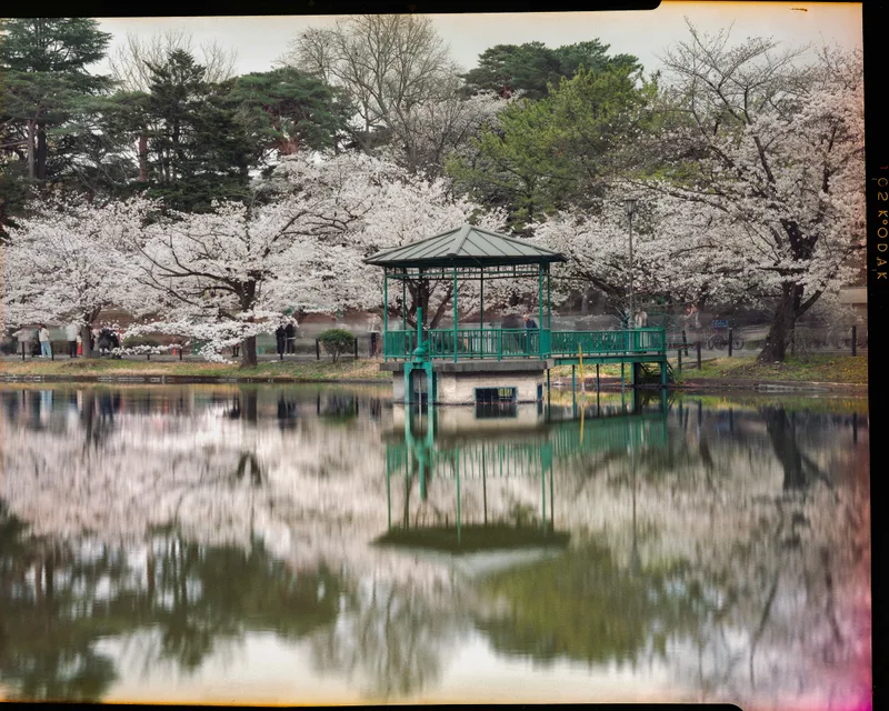 Sakura Park shot on Kodak Vericolor III with a Intrepid 4x5, developed at Home / Self-Developed, by Nicholas Smith