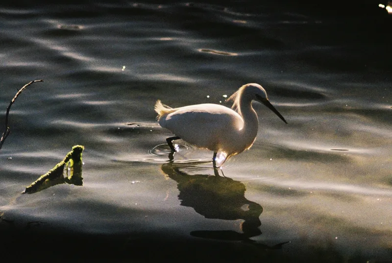 Snowy Egret - Wading shot on Kodak Gold 200 with a Nikon EM, by Merkonfilm