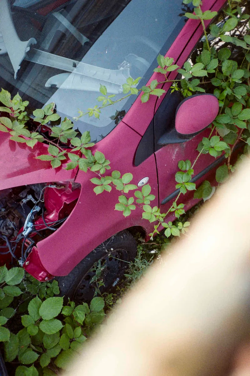 Nature shot on Kodak Gold 200 with a Yashica T5, developed at Home / Self-Developed, by Mateusz Goliath