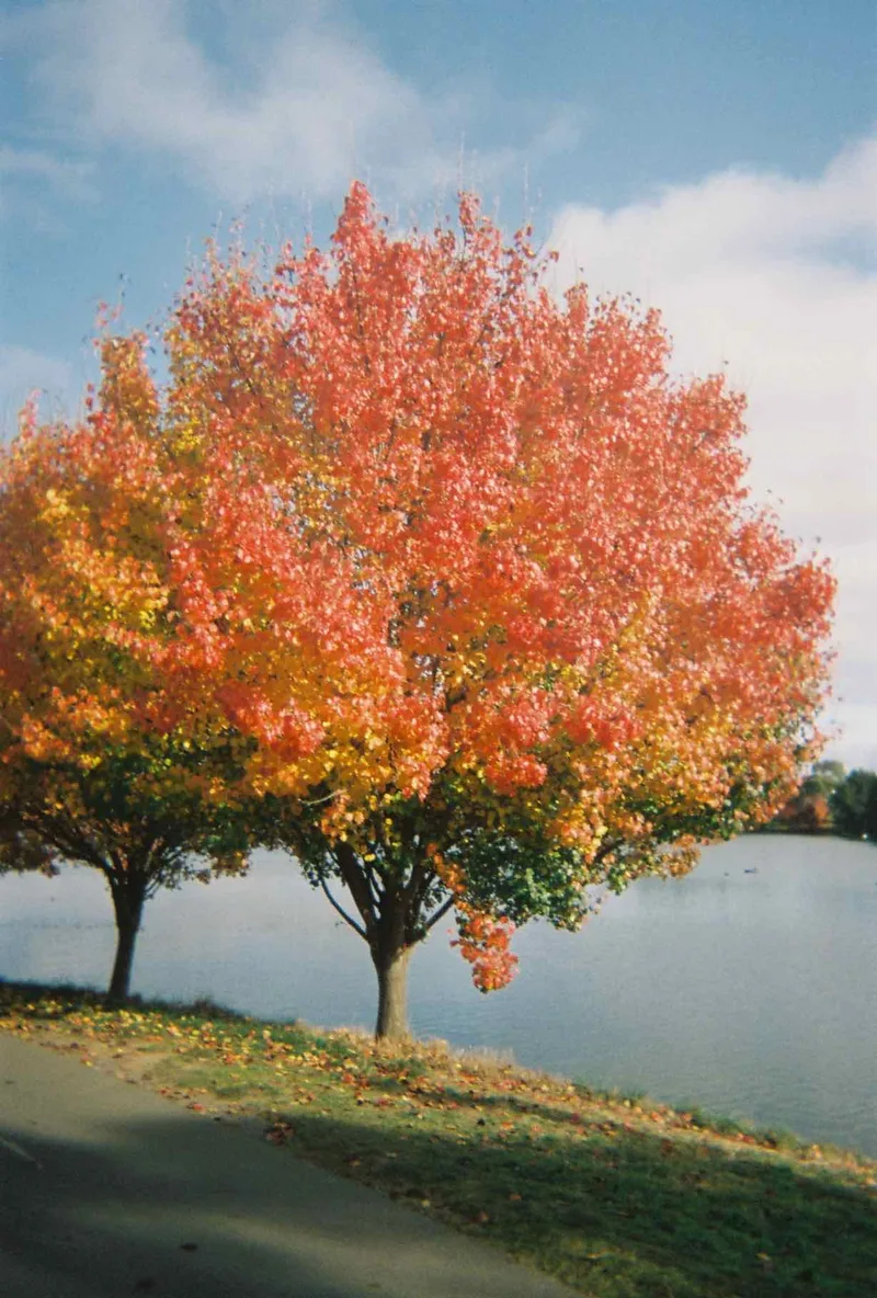 Autumn shot on Kodak Gold 800 (Disposables) with a Kodak waterproof disposable camera, developed at DigiDirect Melbourne, by Tash