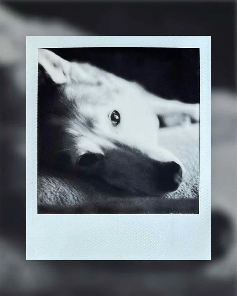 Film photo shot on Polaroid B&W SX-70 with a Polaroid SX-70, by Jones