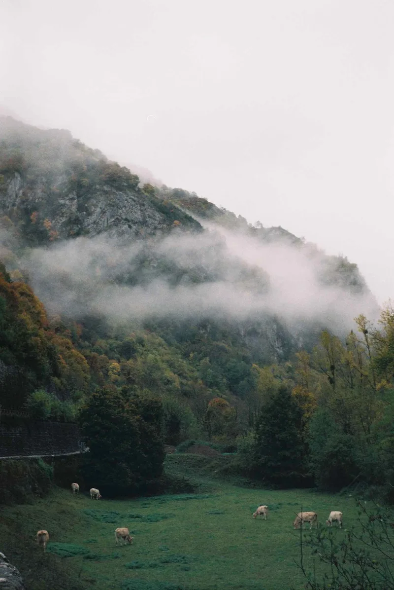 French countryside shot on Kodak ColorPlus 200 with a Beirette VSN, by Gab