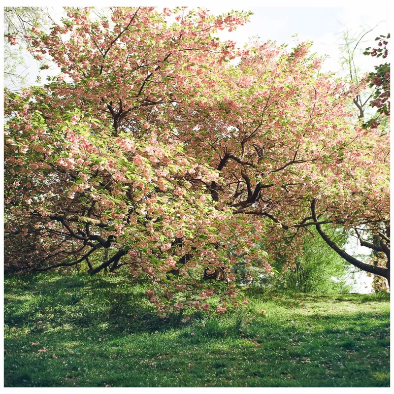 A quiet afternoon at the botanical garden shot on Kodak Gold 200 with a Mamiya C220, developed at Pro Image Photo, by Fershootsfilm