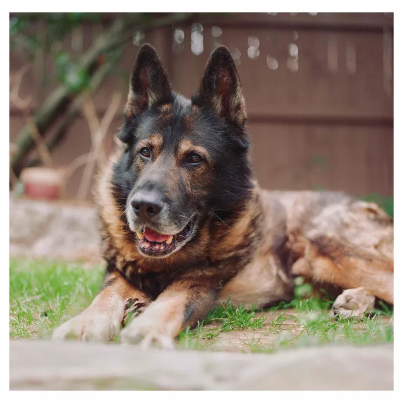Eiko shot on Kodak Portra 800 with a Rolleiflex 6008 Integral, by Cory Bosworth
