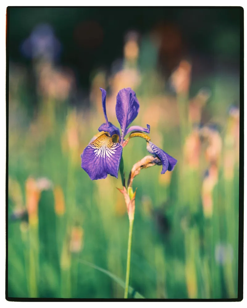 Iris shot on Kodak Portra 400 with a Pentax 6x7 MLU, developed at Kommuna, by Marliq