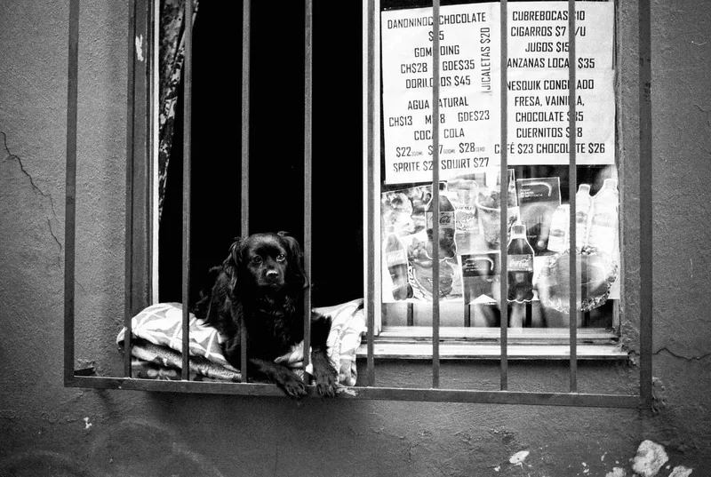 Voyeur shot on Adox CHS 100 II with a Canon AE-1, developed at Foto Citlali, by Nathan