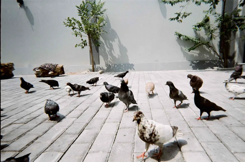pigeons shot on Lomography LomoChrome Metropolis 100 with a Lomo Simple Use, developed at Labrana Lab, by saleh