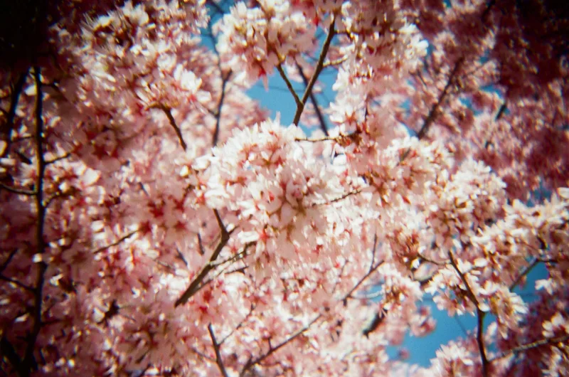 Sakura shot on Kodak UltraMax 400 with a Lomography Konstruktor, developed at New York Camera & Video, by Murry Shotwell