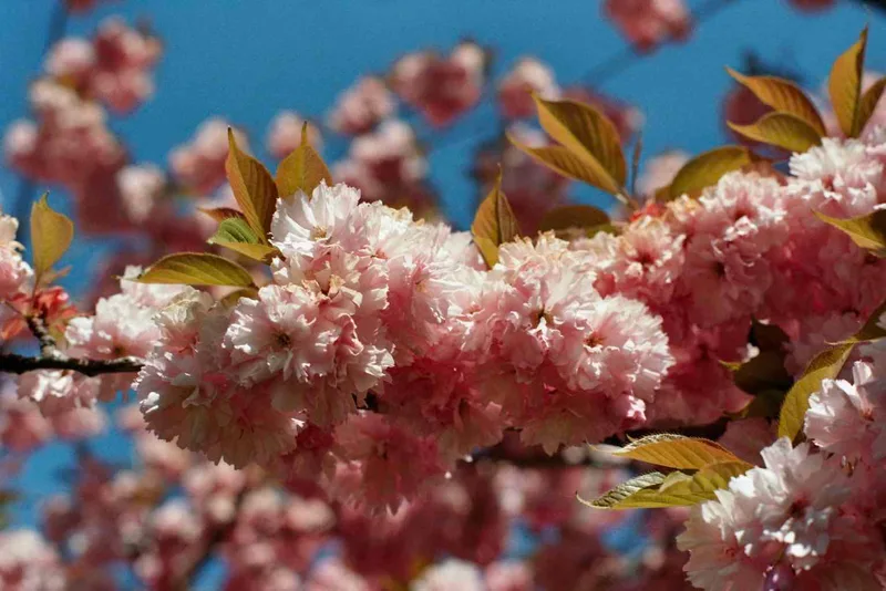 Cherry blossoms II shot on Kodak ColorPlus 200 with a Praktica MTL5B, developed at DM Fotoparadies, by Chris Böhnke