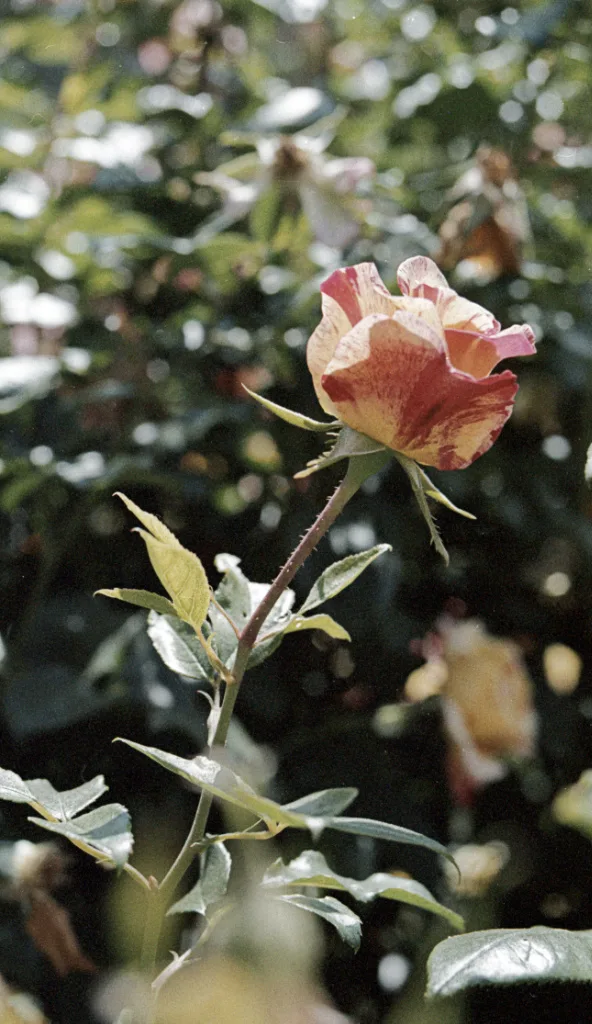 Rose shot on Lomography LomoChrome Color '92 with a Minolta X-570, developed at Digidirect Melbourne, by David