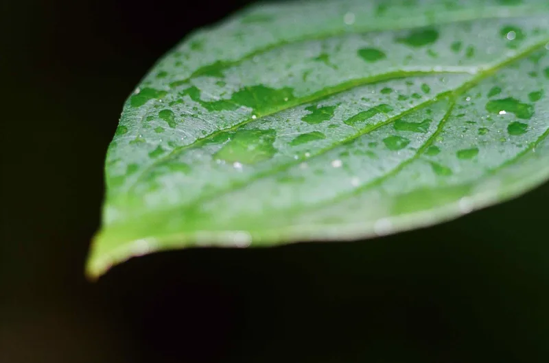 a leaf shot on Kodak Portra 400 with a Minolta SR-T 303, developed at Fotoservice Rüedi, by Aderin