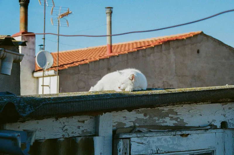Winter sleep shot on Kodak UltraMax 400 with a Canon EOS 500N, developed at Gonzalez Fotografia, by Maria J