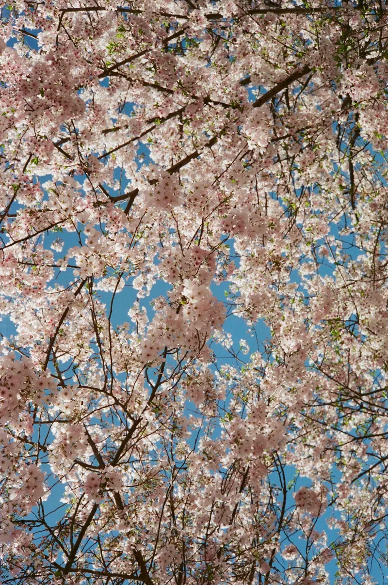 Cherry blossoms shot on Fujifilm Superia X-TRA 400 with a Konica AutoS2, developed at Dominion Camera, by Lucy Mueller