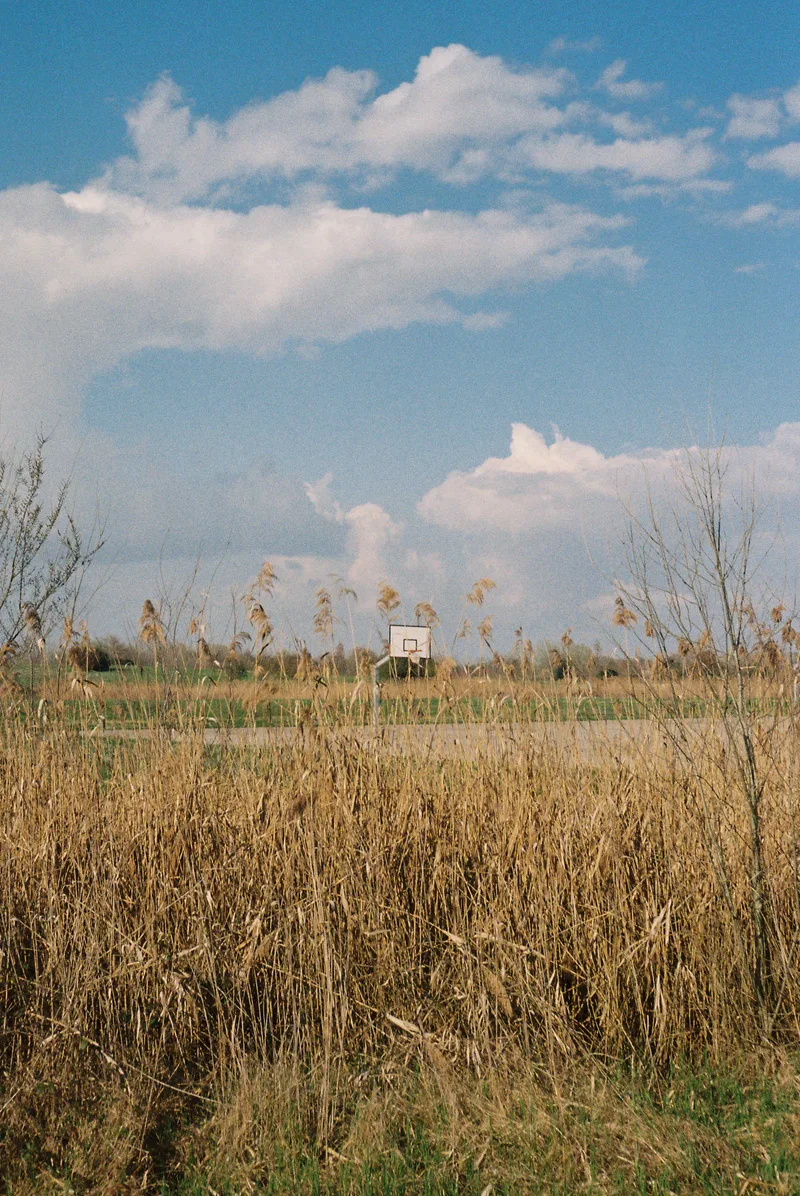 The Field shot on Kodak Gold 200 with a Canon Canonet28, developed at Sviluppo Rullino, by Laura