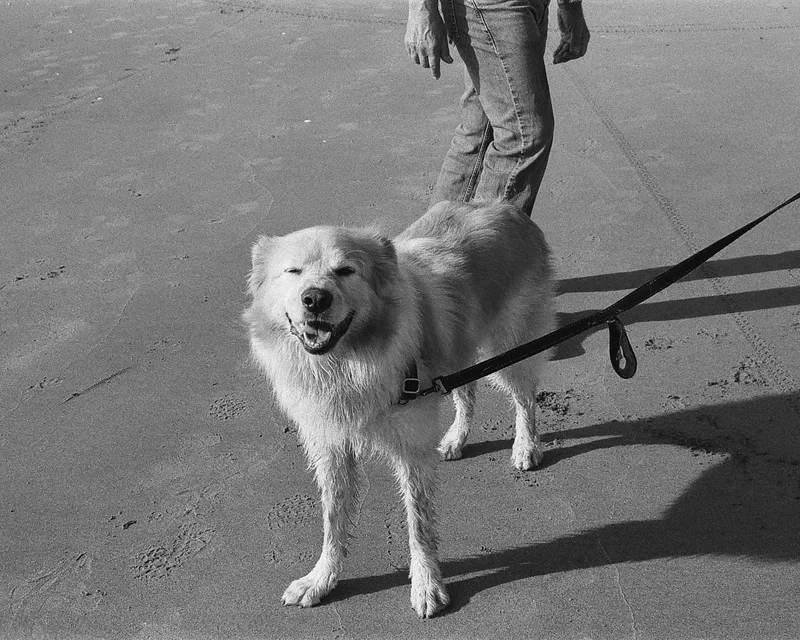 Film photo shot on Ilford HP5 Plus 400 with a Nikon N65, by Rachel