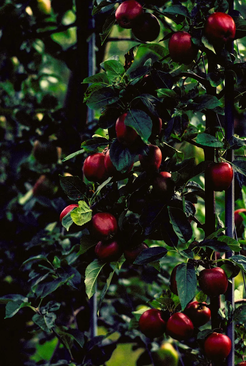 Unsettling Apples shot on Fujifilm Velvia 50 with a Contax RTS, developed at Stavanger Foto, by Mads B Jakobsen