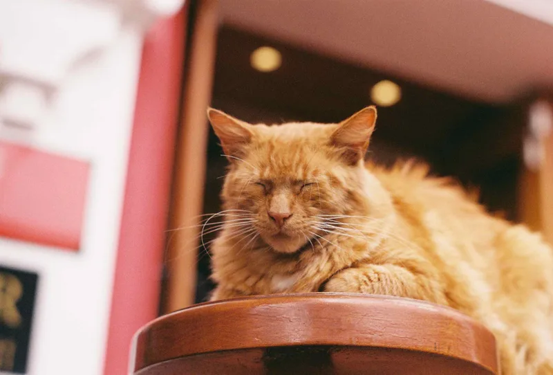 Smelly cat shot on Kodak Vision 3 250D with a Pentax AsahiSP1000, developed at Sagrada Pelicula, by Ricardo Rosa