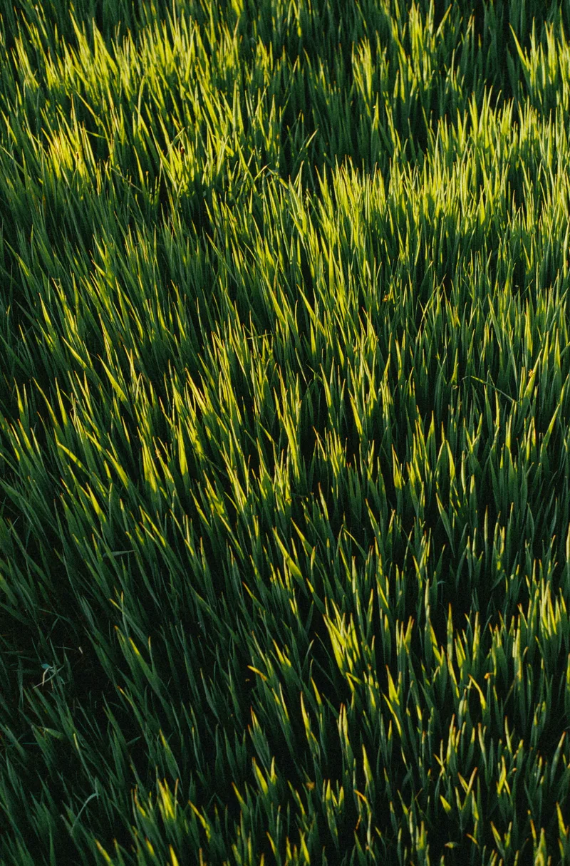 Sunset Grass shot on Silbersalz 250D with a Porst CR-1, by Brotzen