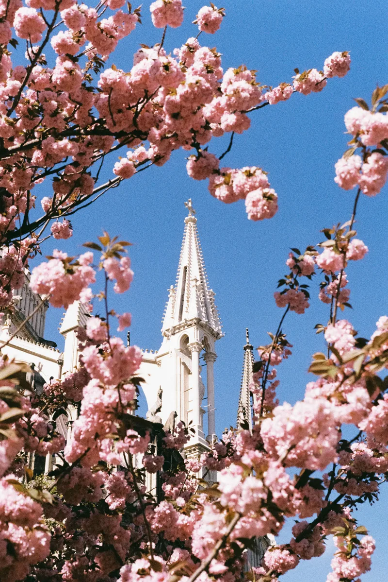 Les fleurs shot on Kodak Gold 200 with a Leica M6, developed at GrainyRoll, by Art.gentique
