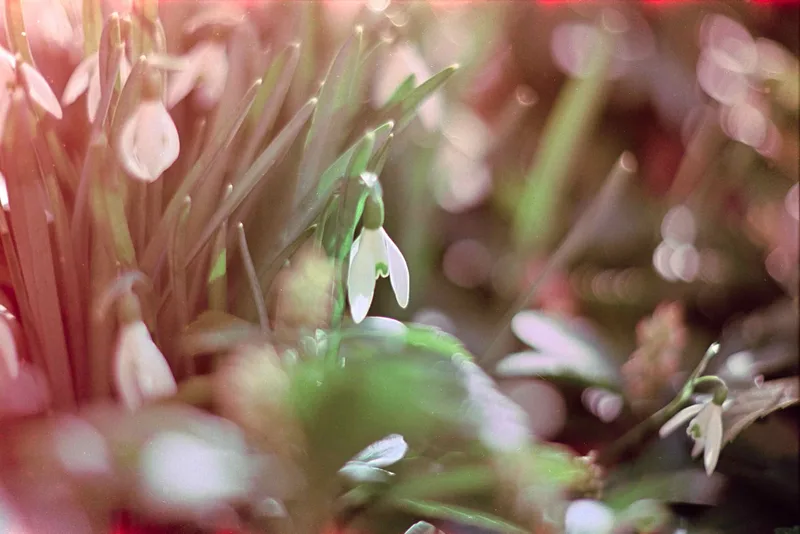 Film photo shot on Kodak Aerocolor 125 with a Nikon F2, developed at Home / Self-Developed, by Scott Zempel