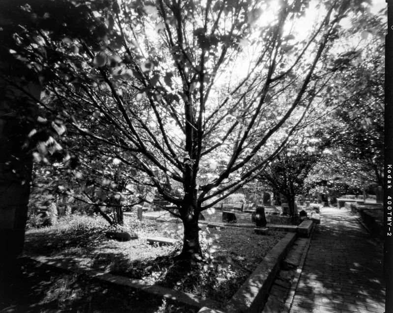 Branches Spread Wide shot on Kodak T-Max 400 with a Harman Titan 4x5 Pinhole Camera, developed at Home / Self-Developed, by Richard Vialet, ASC