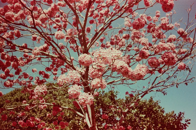 Ipê Rosa shot on Ferrania Solaris 100 with a Olympus Trip 35, developed at FFV Lab - Belo Horizonte, by Thiago Reis