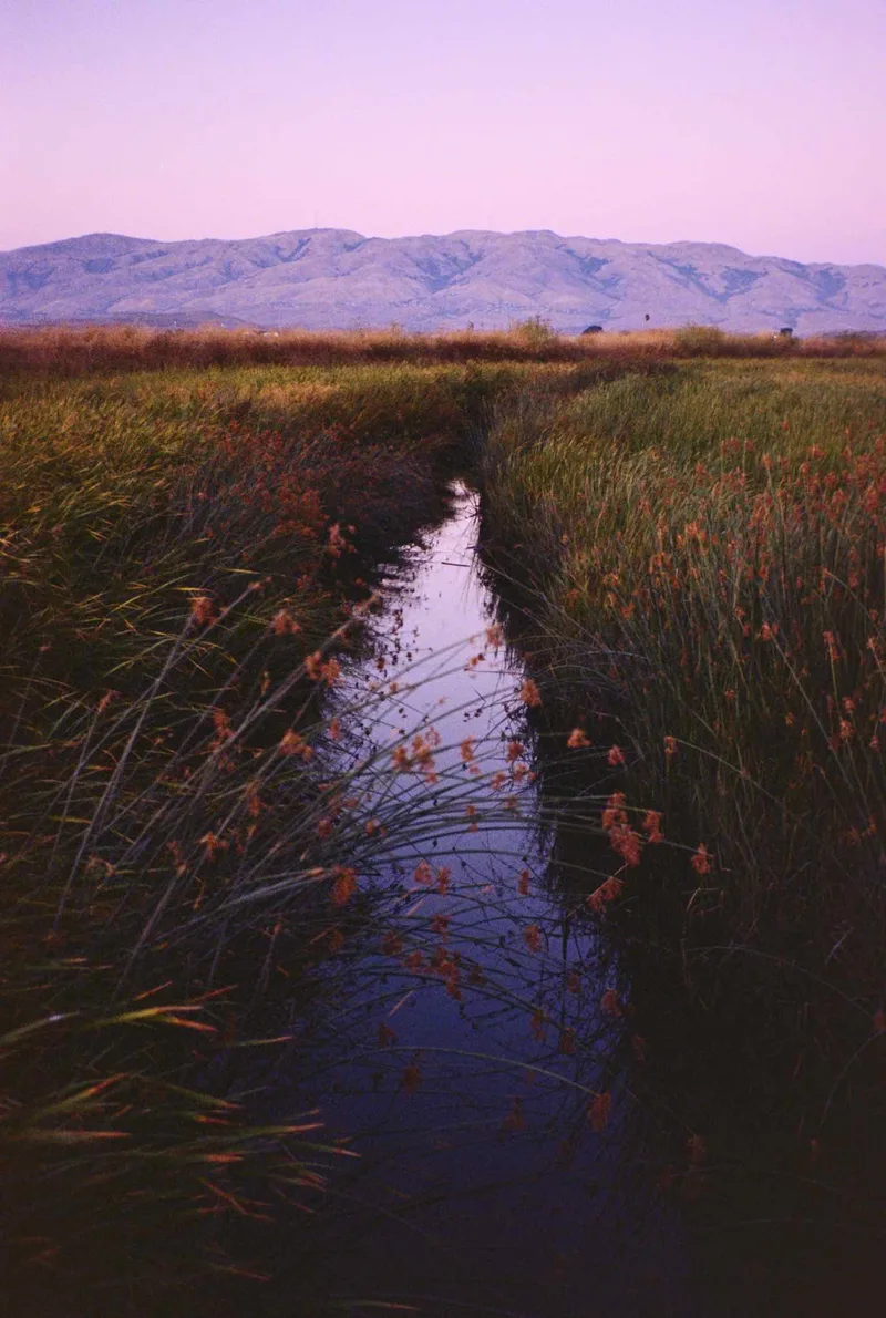 alviso salt ponds shot on Kodak Portra 400 with a Contax T2, by hwiteferrari