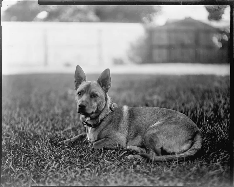 Falafel, a test of the Xenar shot on Ortho Litho 3.0 with a Nagaoka Seisakusho 4x5, developed at Ojalá Film Lab, by shrk_bait